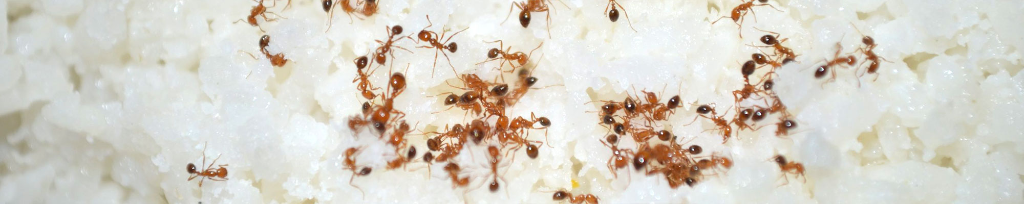 Ant - Summer Pest