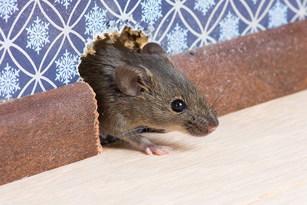 rat